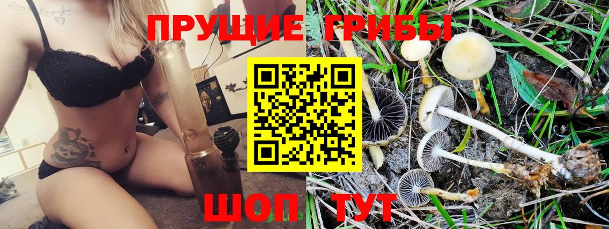 Псилоцибиновые грибы Cubensis Ачинск
